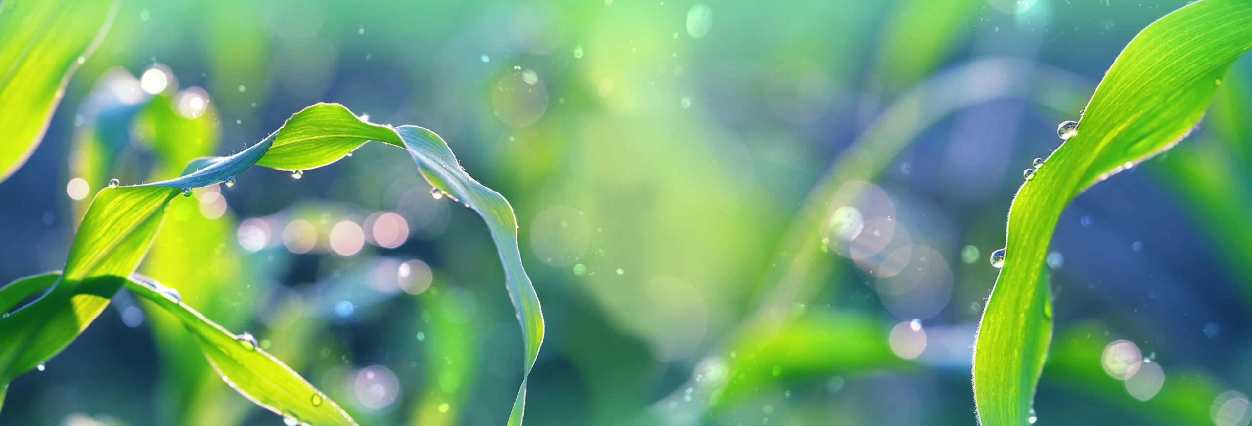 朝の光を受ける草葉